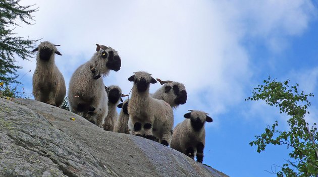 Sept moutons à nez noir regardent en bas d'un rocher