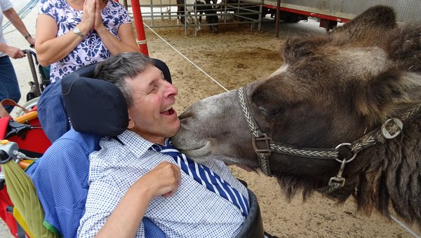 Une vache ranifle un homme dans un fauteuil roulant.