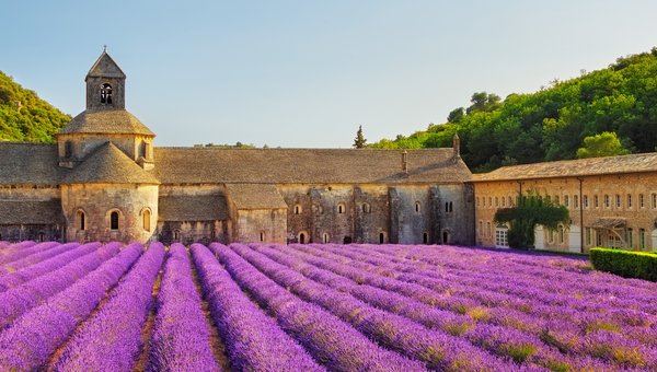 Lila blühender Lavendel in mehreren Reihen, im Hintergrund eine alte Kirche
