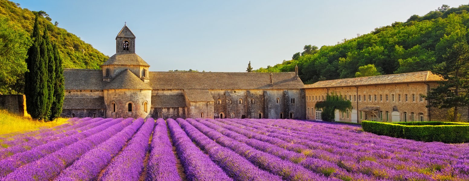 Champs de lavande en Provence